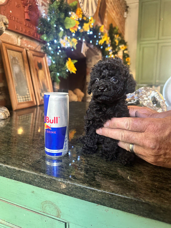 ABSOLUTELY GORGEOUS TINY BLACK TOY POODLE BOY PUPPY