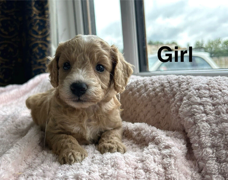 Beautiful  black & apricot cockapoo puppies