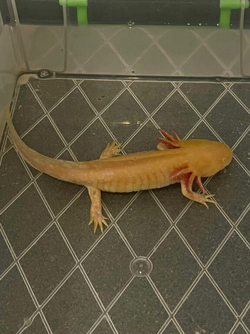 Axolotl For Sale