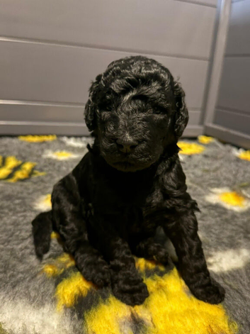 STANDARD POODLE FULLY HEALTH TESTED PARENTS