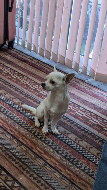 Lovely boy for sale