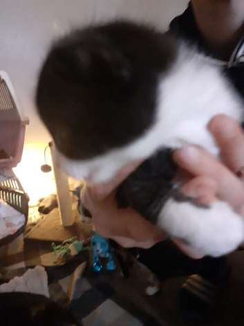 Beautiful fur baby kittens