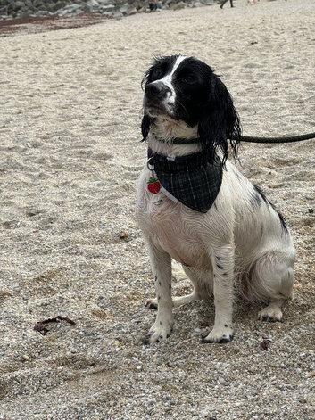 Beautiful sprocker puppies