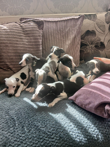 Whippet s