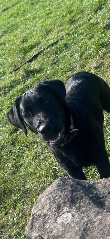 Labrador pups for sale