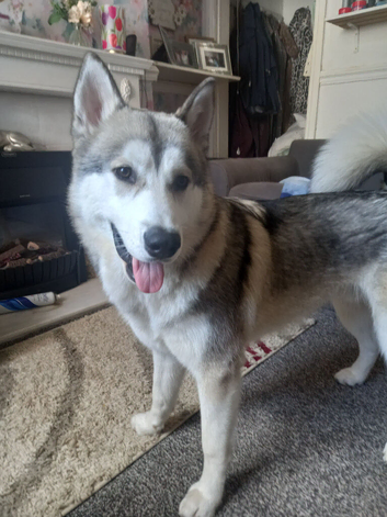 Sable siberian husky