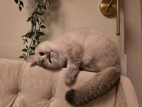 British short haired female 16 months old