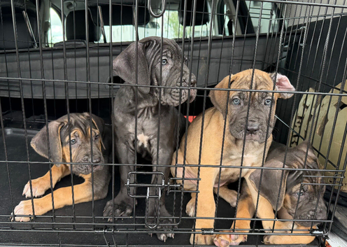 Beautiful rare colour cane Corso puppies. Protection and family dogs