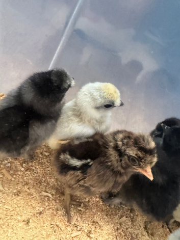 Crevecour chicks (rare French breed)