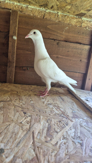 Pigeons