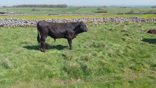 Private Sale of a Young Bull Calf AA x BB (approximately 10 Months)