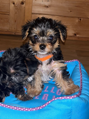 Yorkshire terrier puppies
