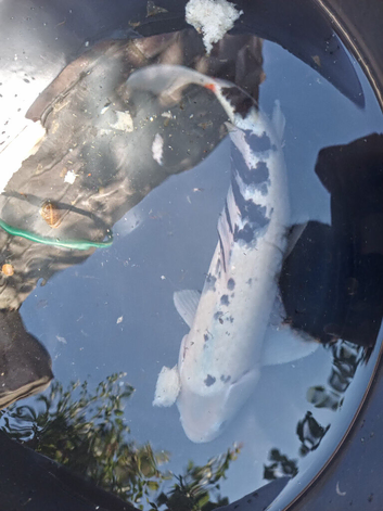 Lovely koi thats got a hint of red whith back across its spine