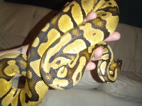 2 female royal pythons