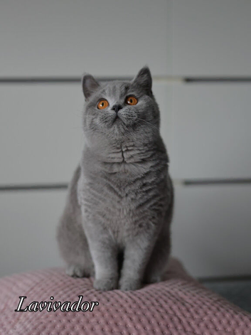 GCCF reg kittens