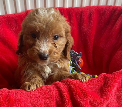 Cockapoo Puppies