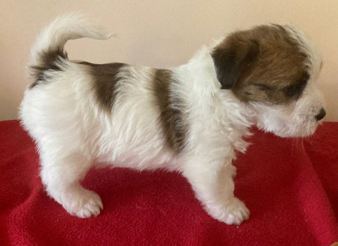 Stunning RKC registered Jack Russell puppies