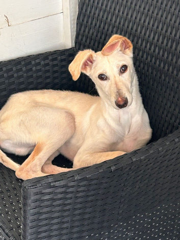 Saluki whippet greyhound!