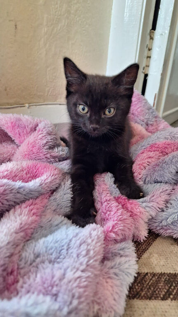 Female Black kittens looking for a forever home in Stoke-On-Trent