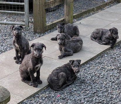 Scottish Deerhound pups