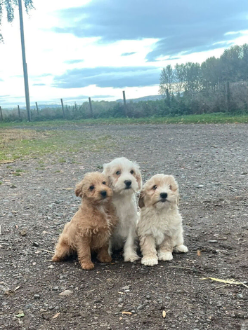 Fully vaccinated Jackapoos