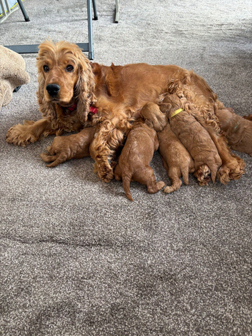 F1 toy fox red Cockapoo puppies