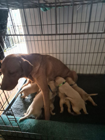 Fox red labrador puppies