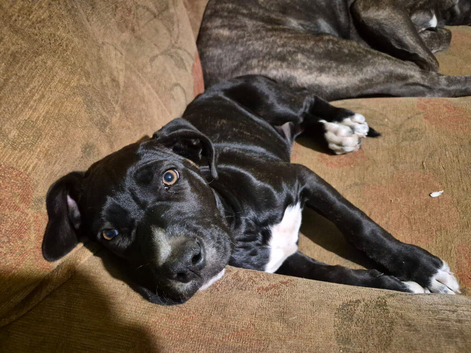 Cane corso x American bulldog puppy