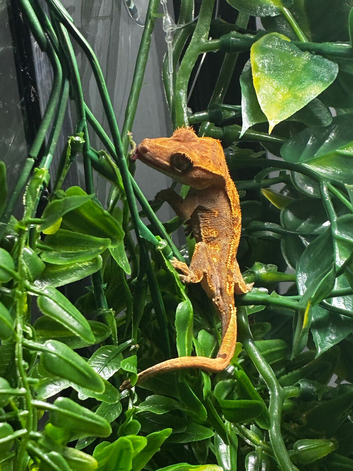 Crested gecko 5g
