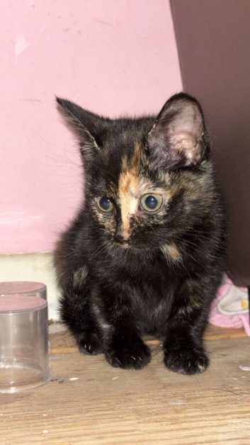 Kitten for sale