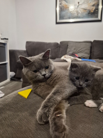 Mumma cat and her female kitten