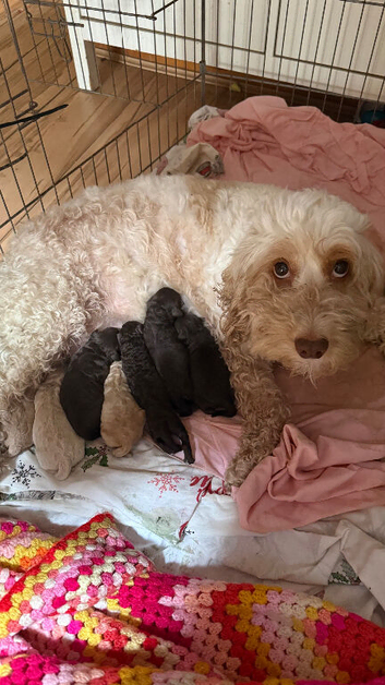 Cockapoo puppies for sale