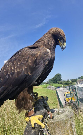 Female Goldie X Steppe Eagle For Sale