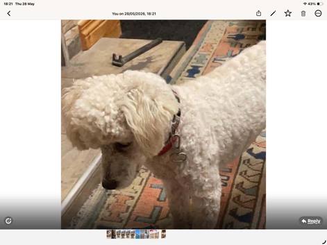 Female toy poodle