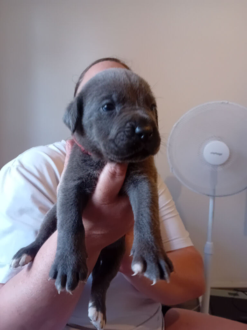 Blue Cane Corso puppies