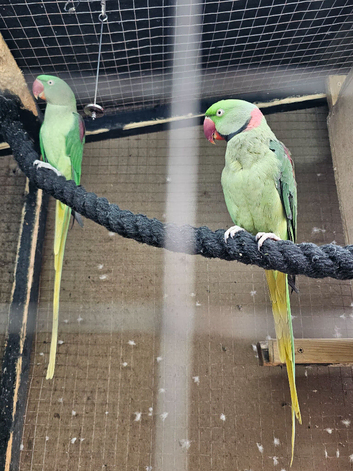 Adult Alexander's