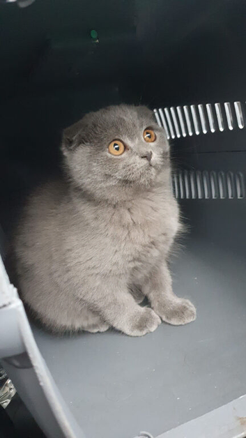 10 week old blue Scottish fold
