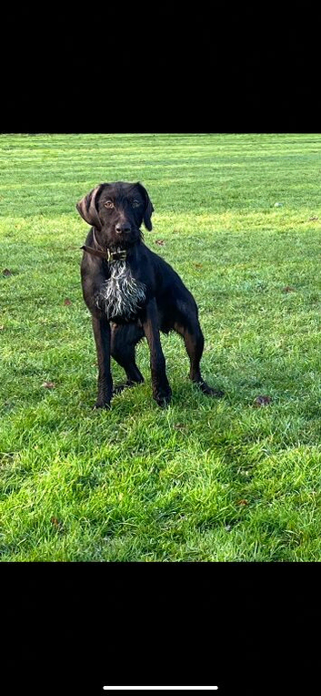 German wired pointer x deerhound