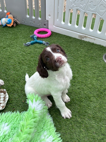 Springer spaniel liver & white puppy&rsquo;s
