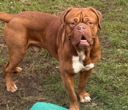 Nearly 3 year old male