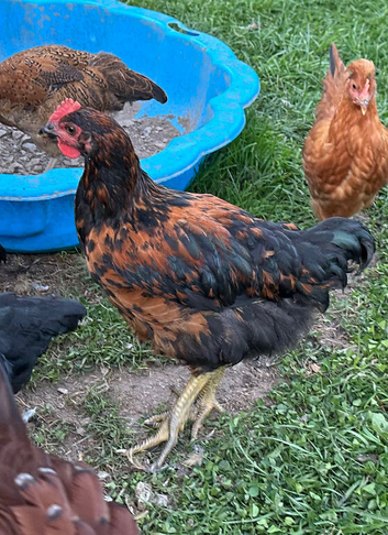 Maran X Rooster