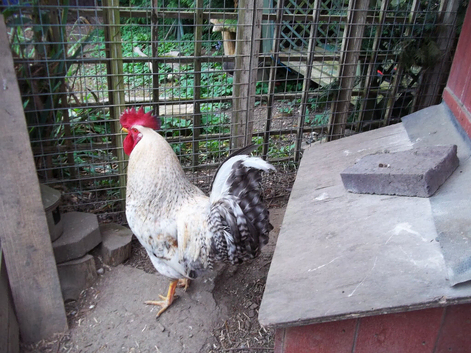 Lovely Young Cock Chicken