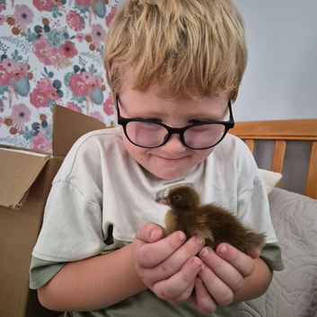 Khaki Campbell Ducklings & Complete Starter Setup