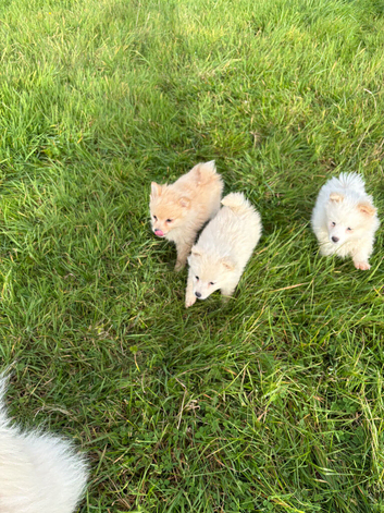 Pomeranian