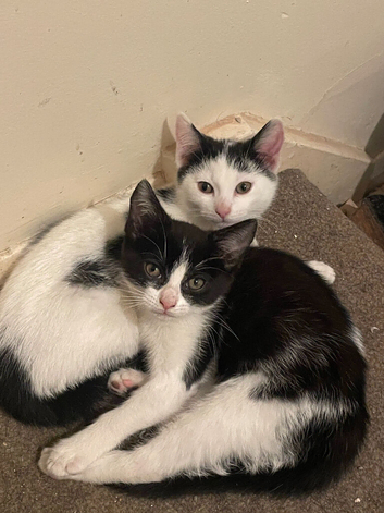 2 adorable female kittens
