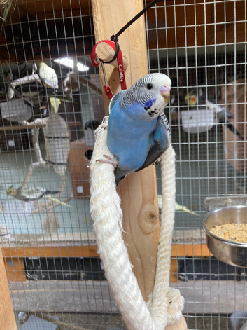Baby budgies 9-10 weeks old
