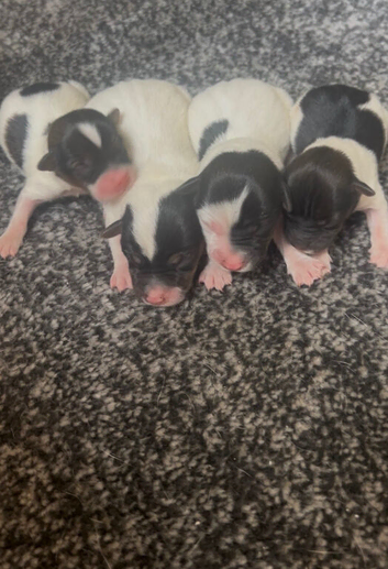 5 generations Minicher jacks !