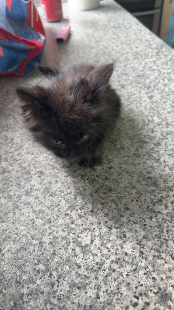 3 male kittens ready for foreva home