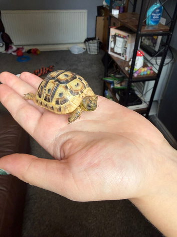 Hermanns tortoise