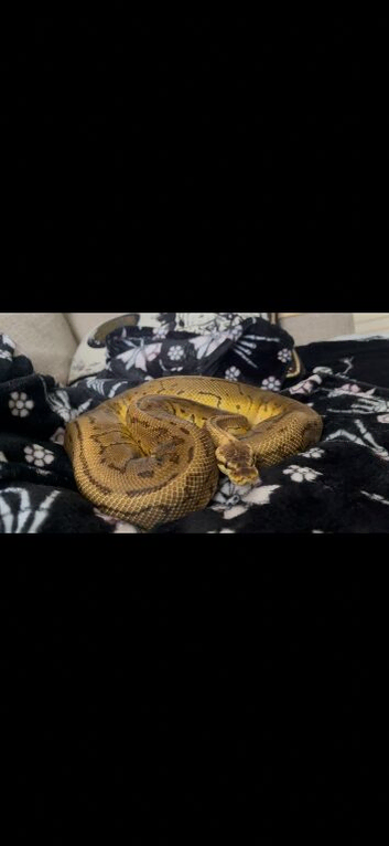 Various ball python for sale all come with vivs